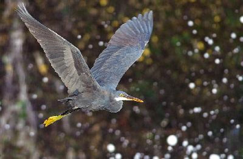 Western Reef Egret