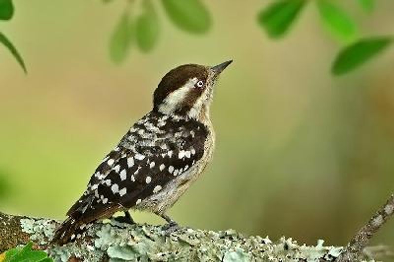 Brown capped Pygmy Woodpecker