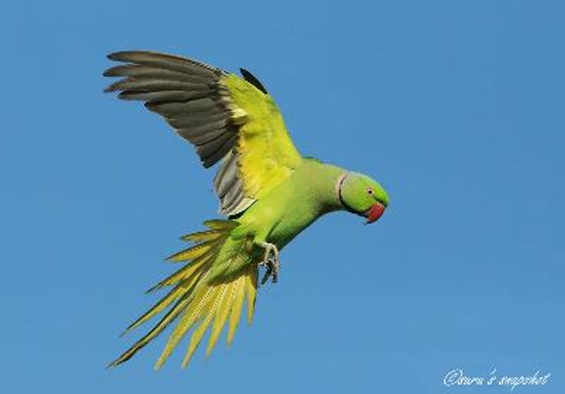Rose ringed Parakeet