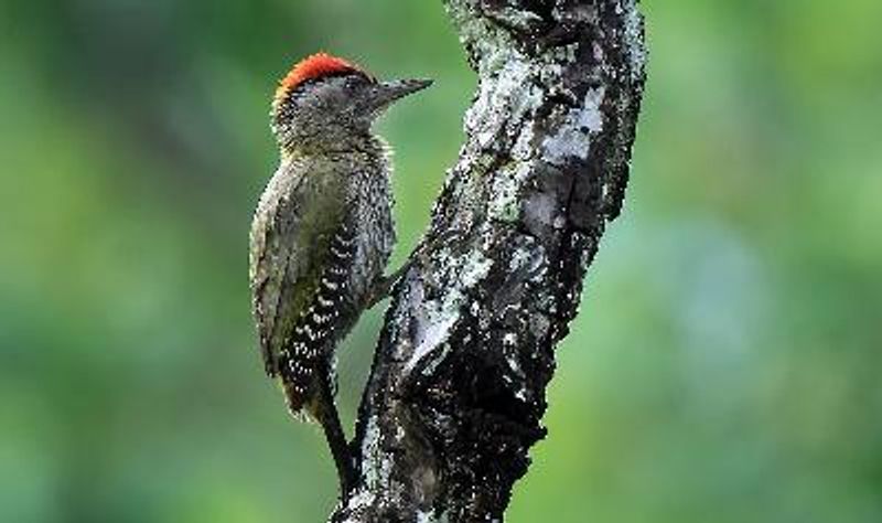 Streak throated Woodpecker