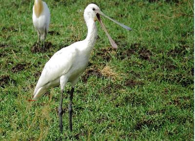 Eurasian Spoonbill