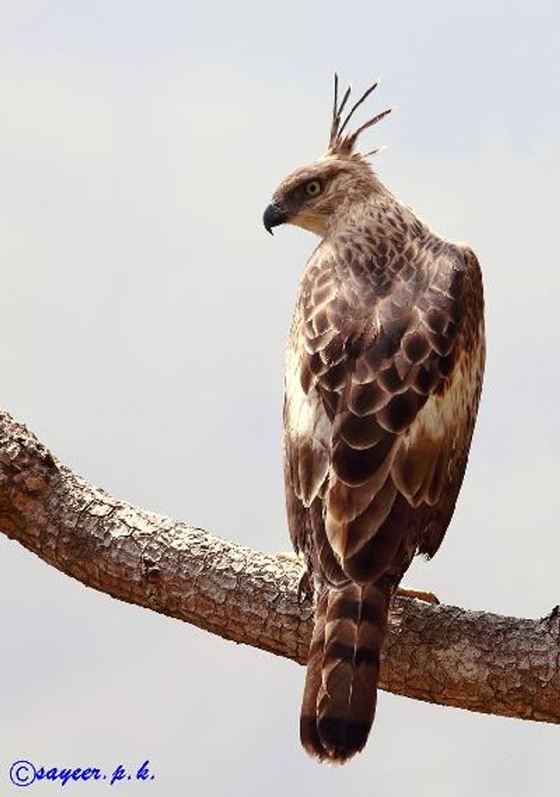 Crested Hawk Eagle