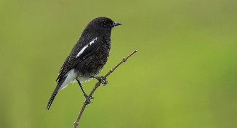 Pied BushChat