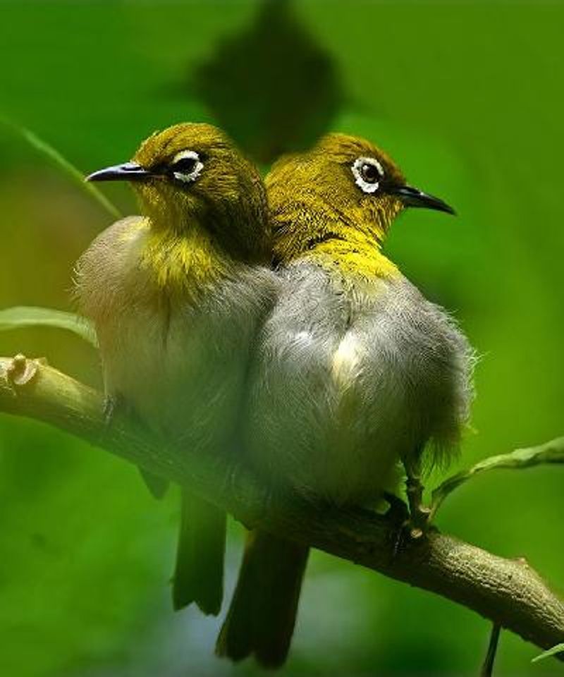 Oriental White eye