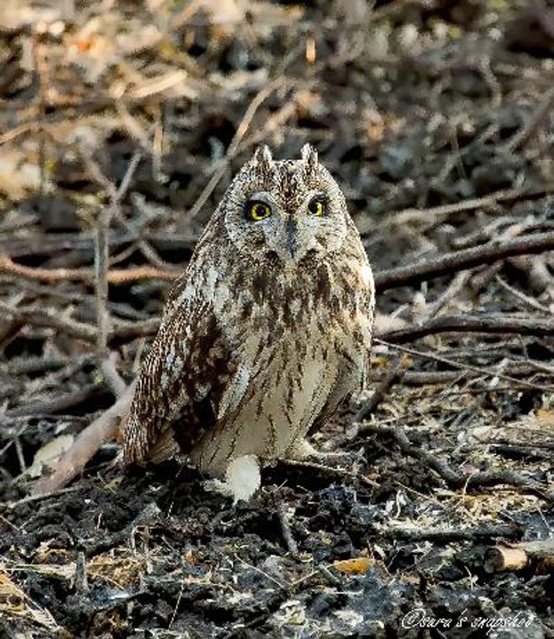 Short eared Owl