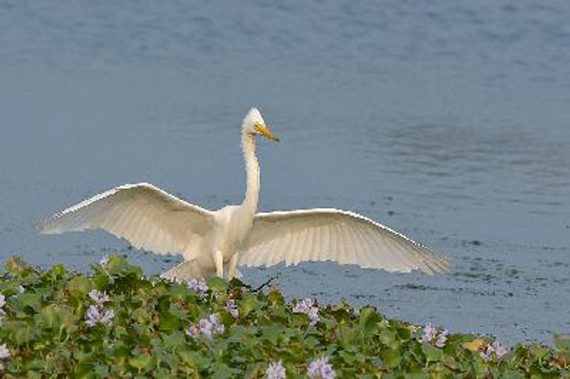 Intermediate Egret