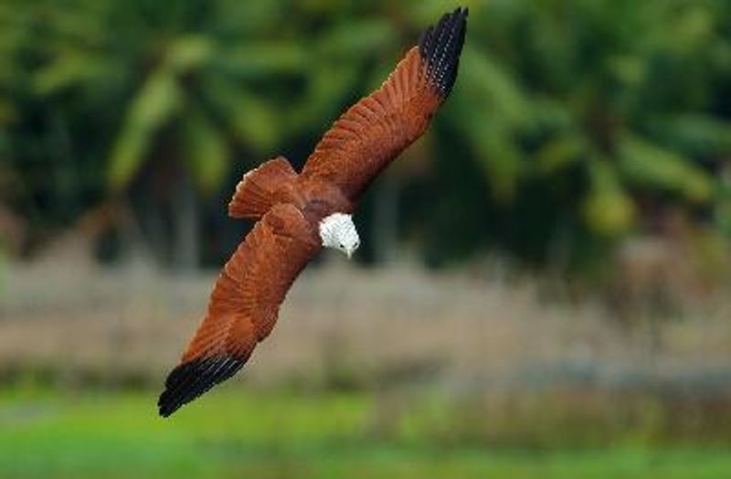 Brahminy Kite