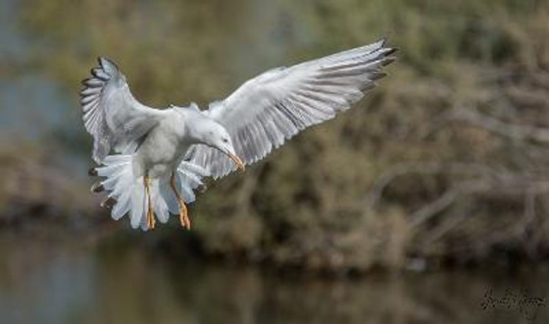 Slender billed Gull