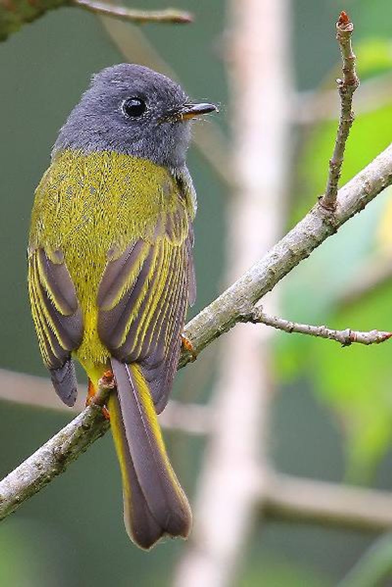 Grey headed Canary flycatcher