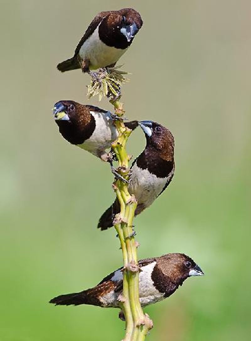 White rumped Munia