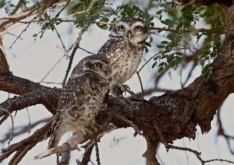 Spotted Owlet