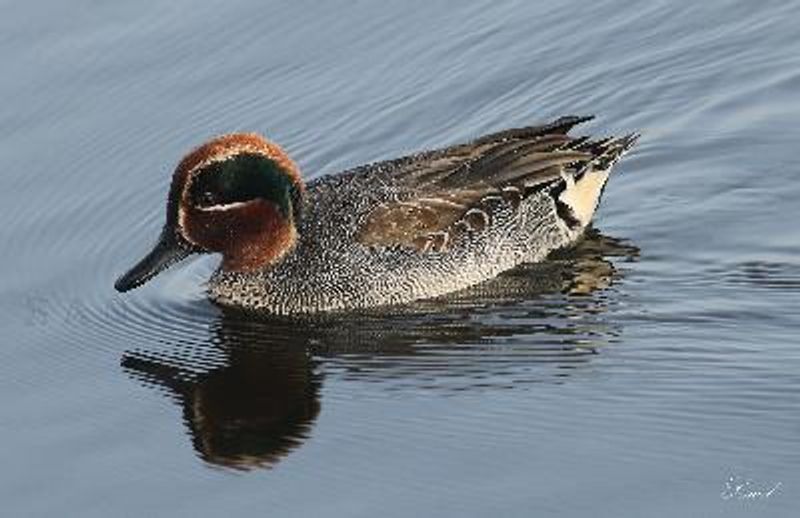 Common Teal