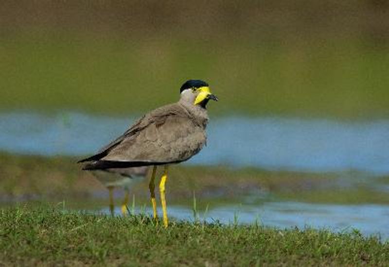 Yellow wattled Lapwing