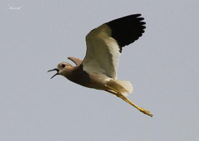 White tailed Lapwing