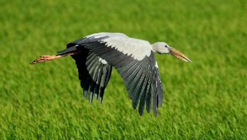 Asian Openbill