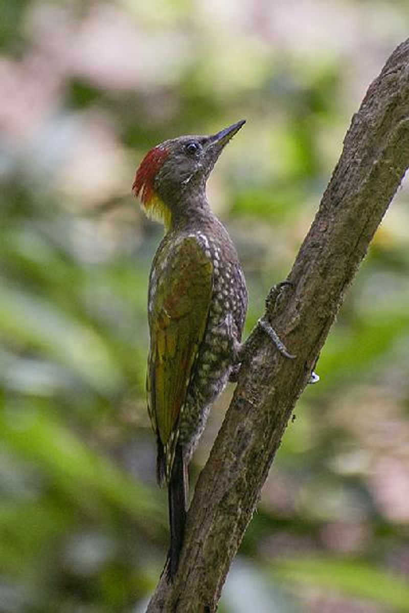 Lesser Yellownape