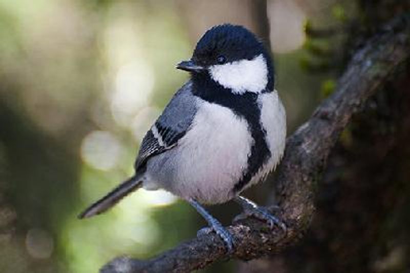 Cinereous Tit