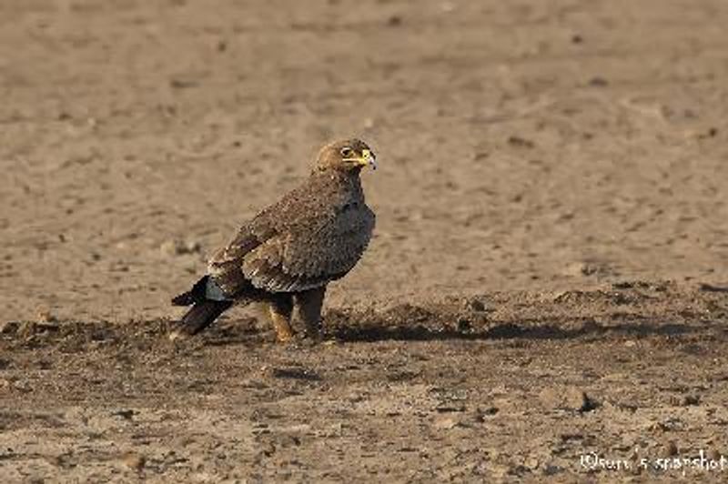 Steppe Eagle