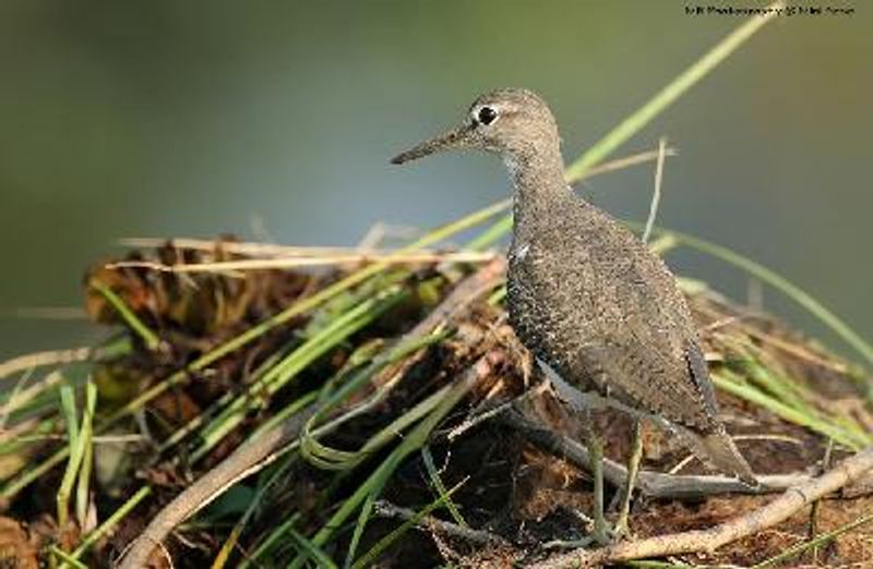 Common Sandpiper