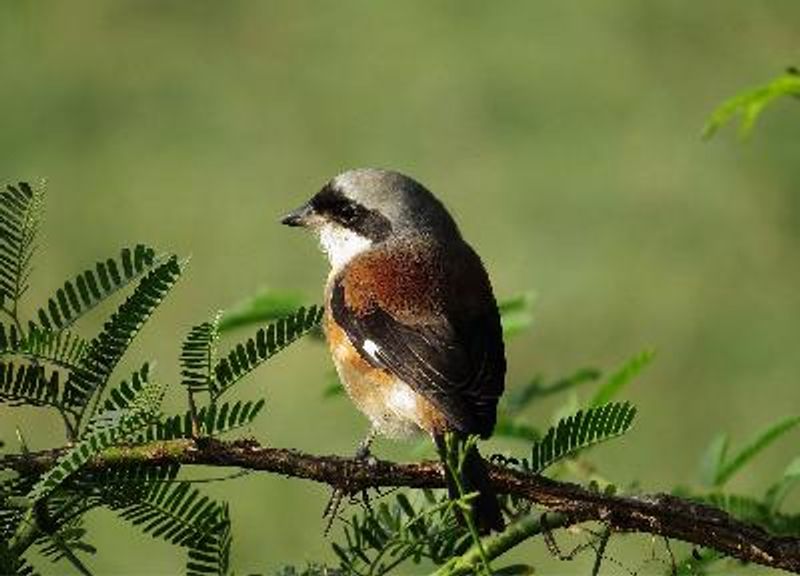 Bay backed Shrike