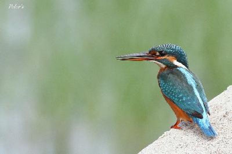 Common Kingfisher