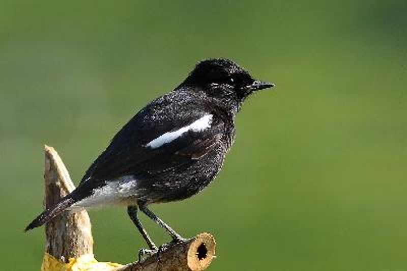 Pied BushChat