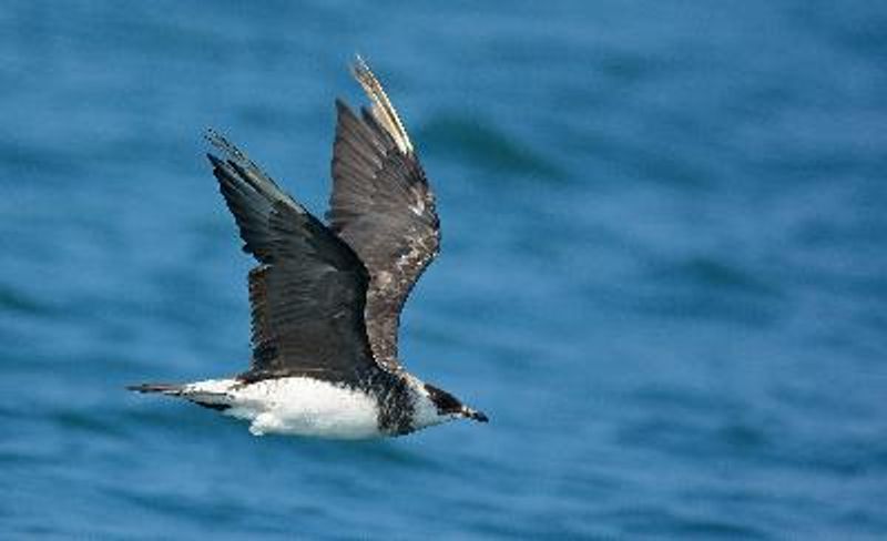 Arctic Skua