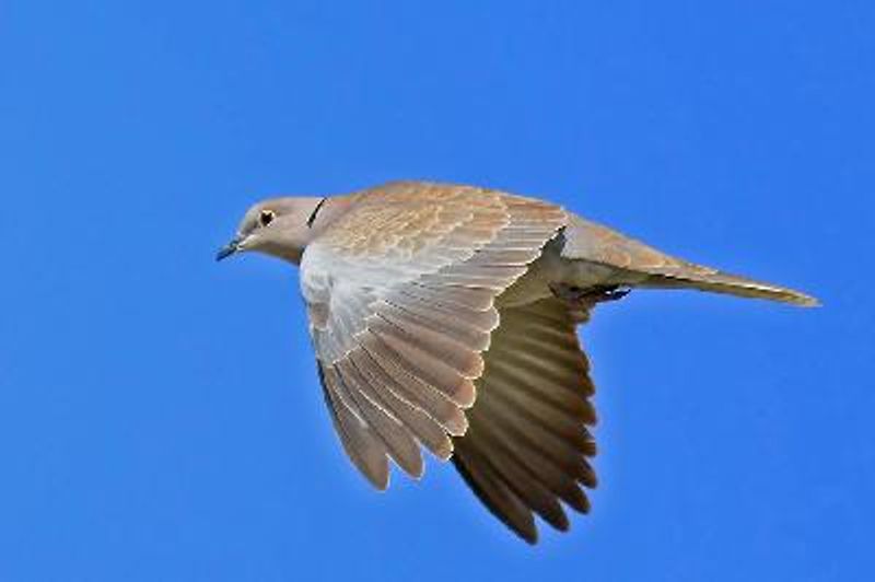 Eurasian Collared Dove