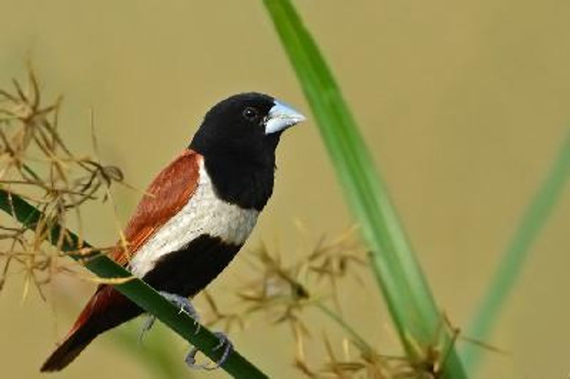 Tricoloured Munia