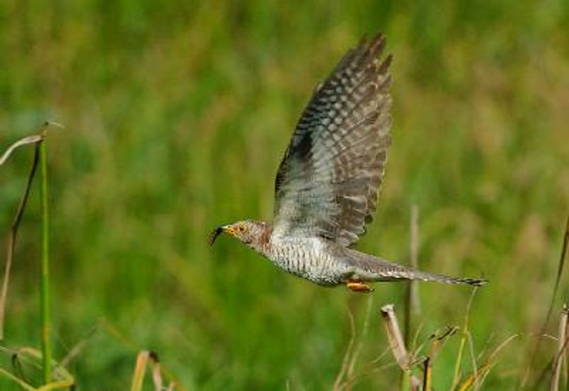 Common Cuckoo