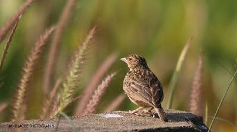 Jerdon's BushLark
