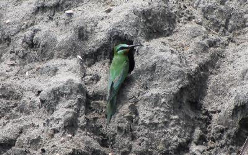 Blue cheeked Bee eater
