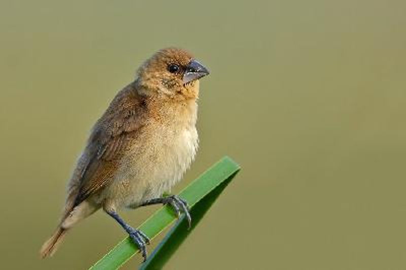 Tricoloured Munia