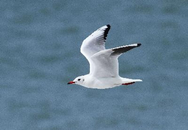 Black headed Gull