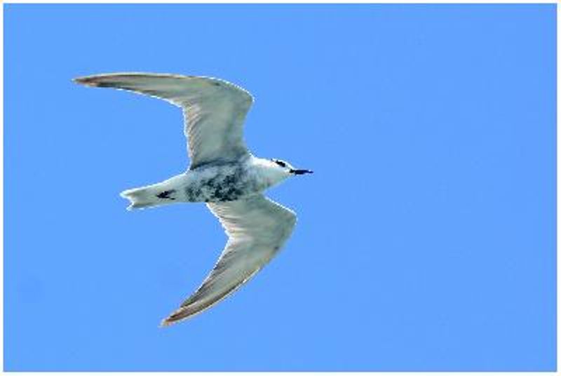 Whiskered Tern