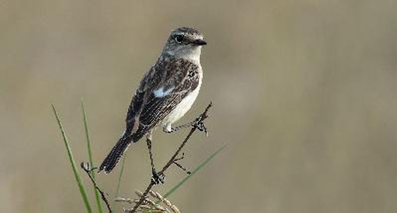 Siberian Stonechat