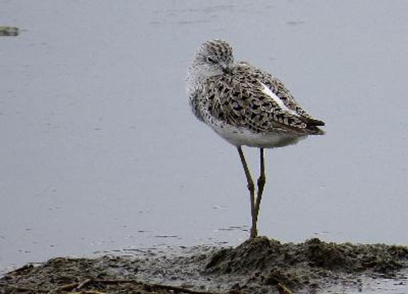 Marsh Sandpiper