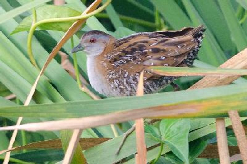 Baillon's Crake