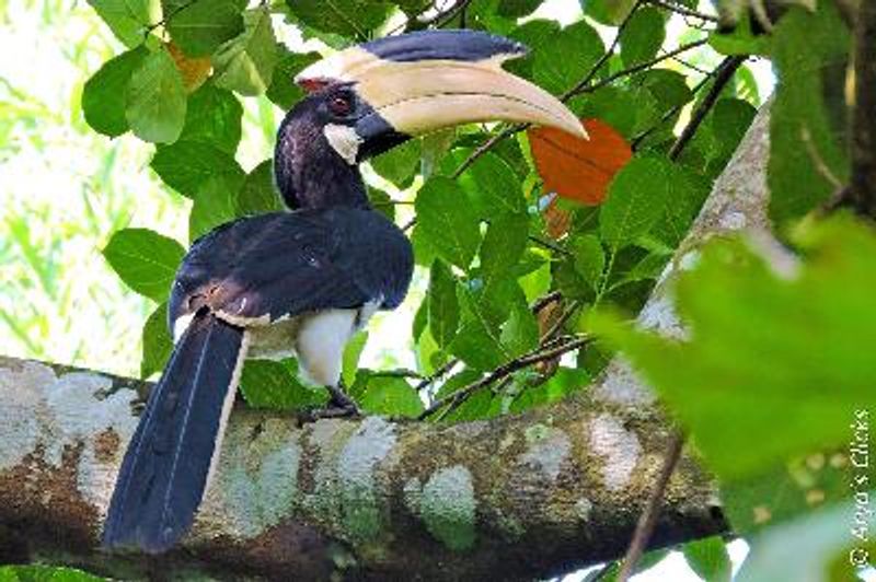 Malabar Pied Hornbill