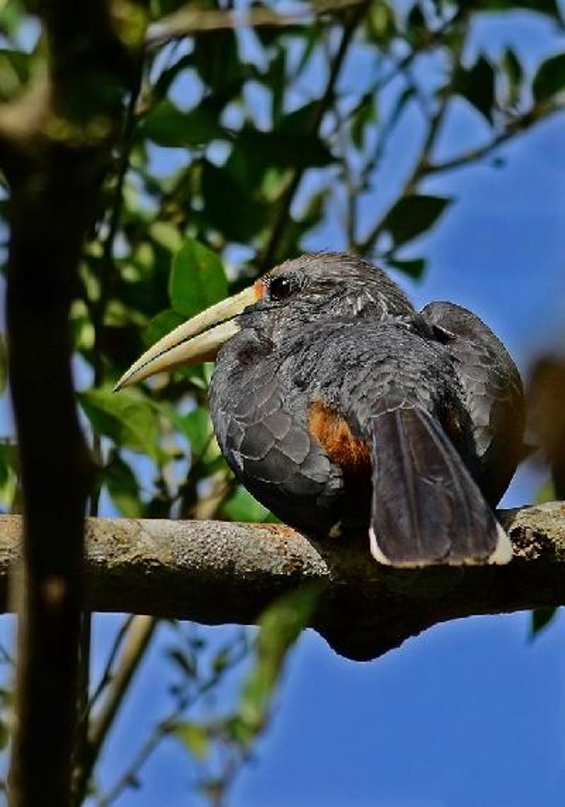 Malabar Grey Hornbill