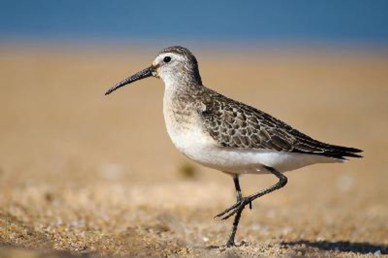 Curlew Sandpiper