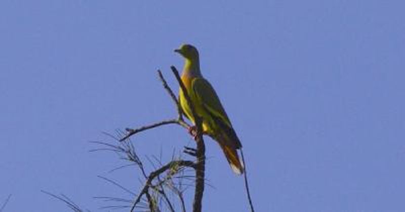 Orange breasted Green Pigeon