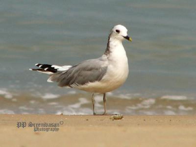 Sabine's Gull