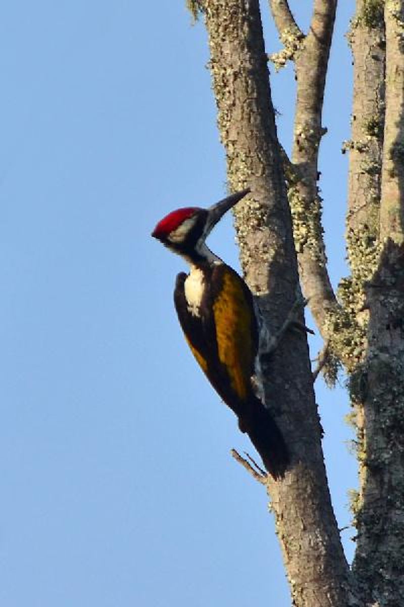 White naped Woodpecker