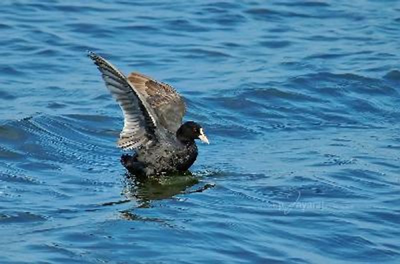 Common Coot