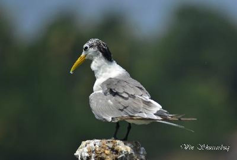 Greater Crested Tern