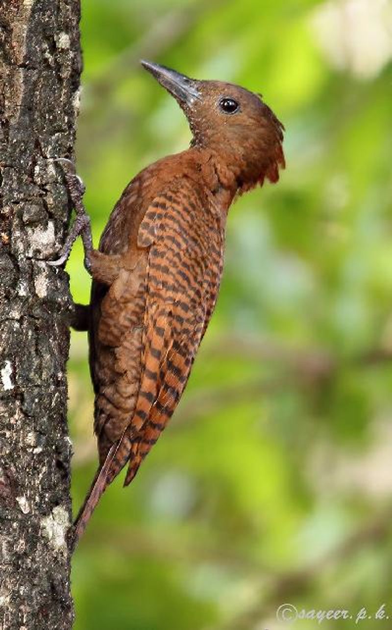 Rufous Woodpecker