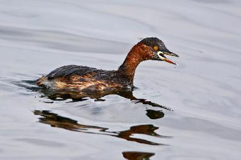Little Grebe