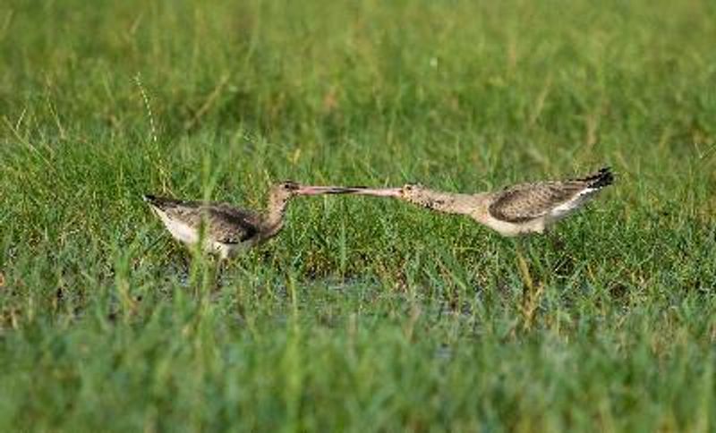 Black tailed Godwit