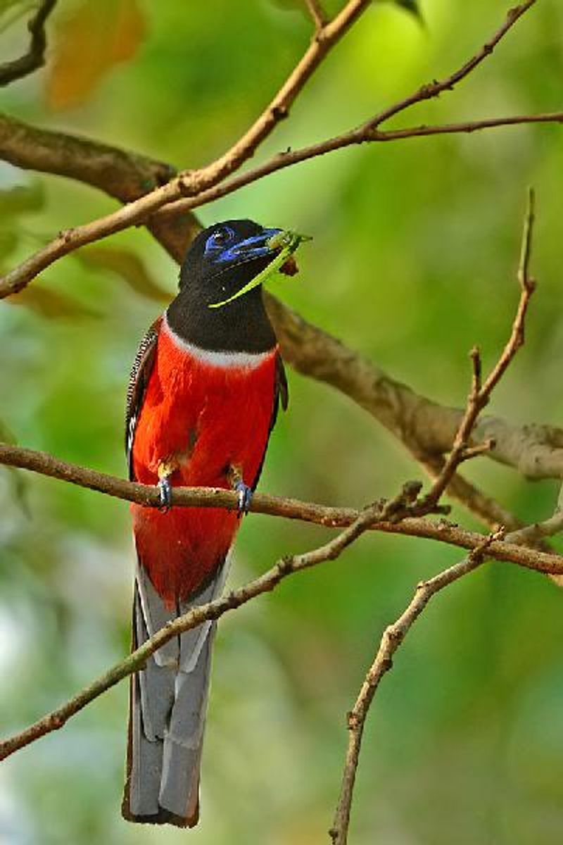 Malabar Trogon